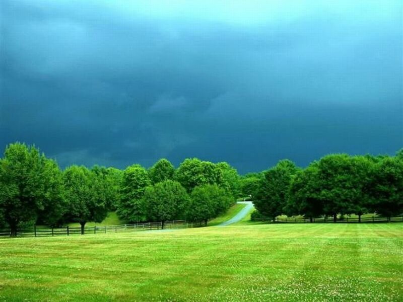 Green Field with Trees — Dramatic, Afternoon