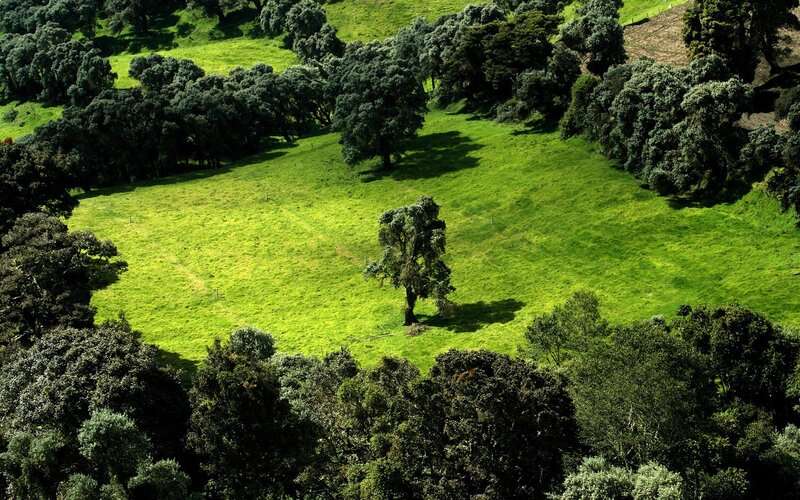 Green Field with Trees — Grass