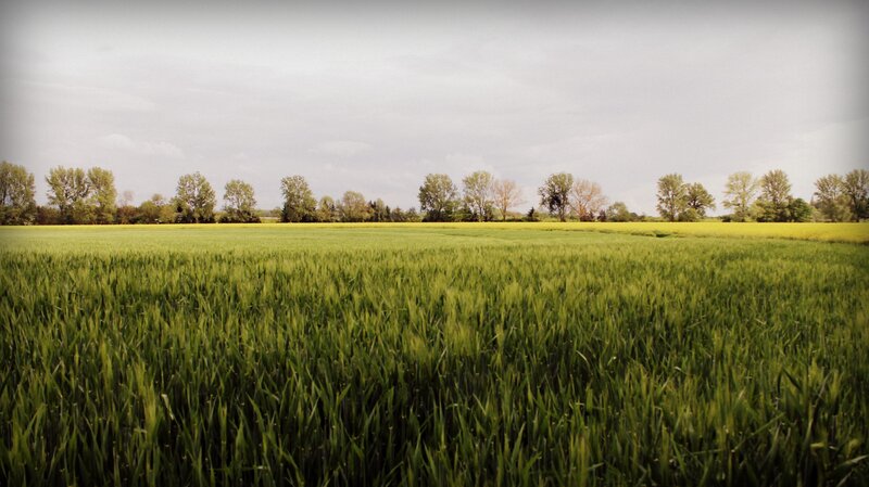 Green field with trees in distance