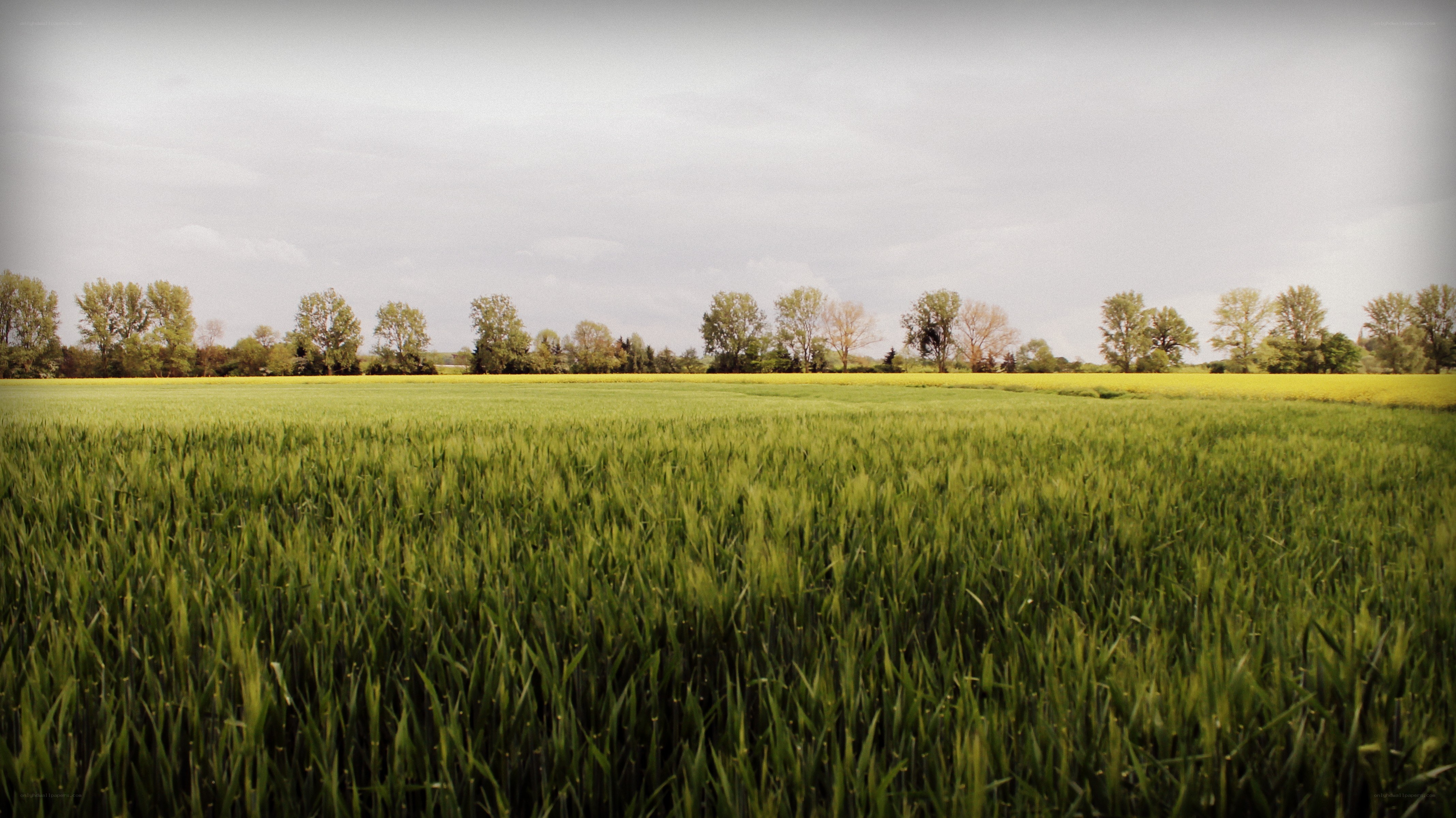 Green field with trees in distance