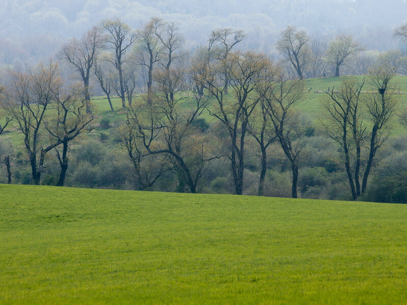 Green Field with Trees — Misty