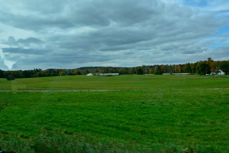 Green Field with Trees — Overcast