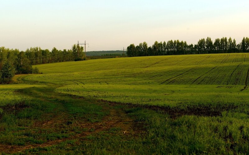 Green Field with Trees — Power Lines