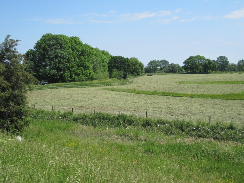 Green Field with Trees — Serene, Afternoon, Photograph, Fence, Grass