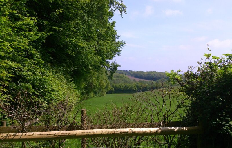 Green Field with Trees — Serene, Afternoon, Photograph, Fence