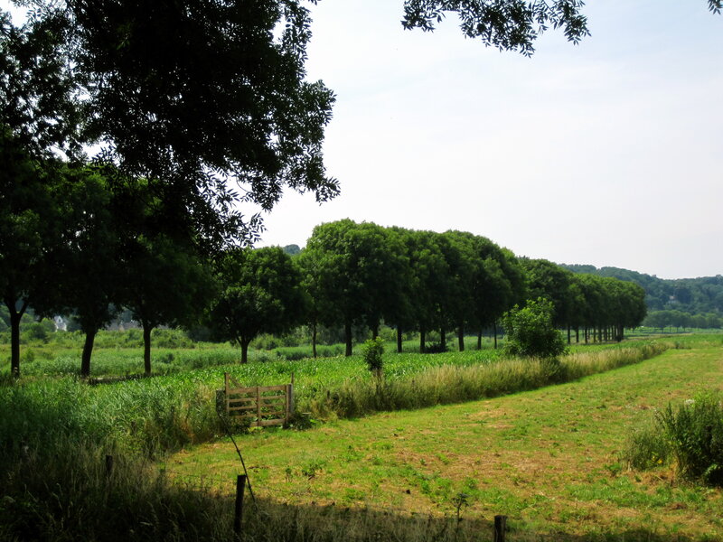 Green Field with Trees — Serene, Afternoon, Photograph, Gate