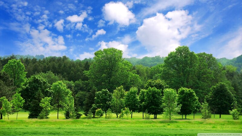 Green Field with Trees — Serene, Afternoon, Photograph, Grass, Sky, Blue, White