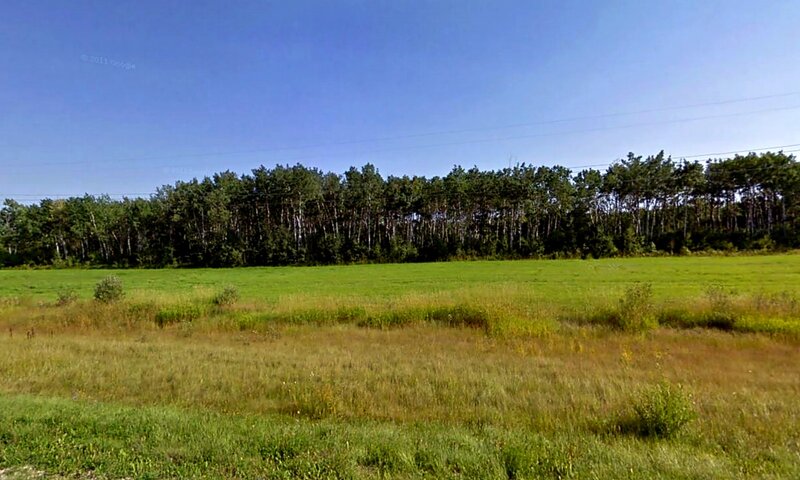 Green Field with Trees — Serene, Afternoon, Photograph, Grass