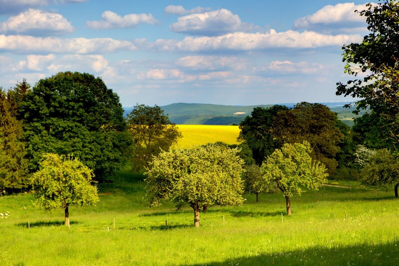 Green Field with Trees — Serene, Afternoon, Photograph, Hills, Sky, Yellow