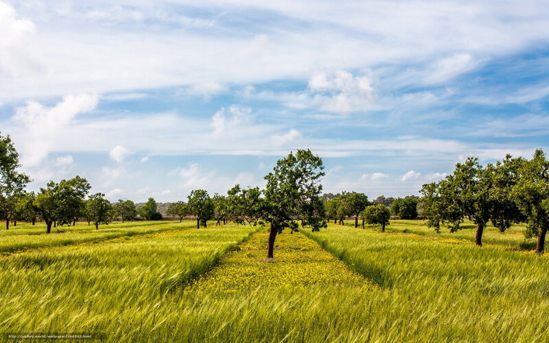 Green Field with Trees — Serene, Afternoon, Photograph, Sky, Clouds, Flowers