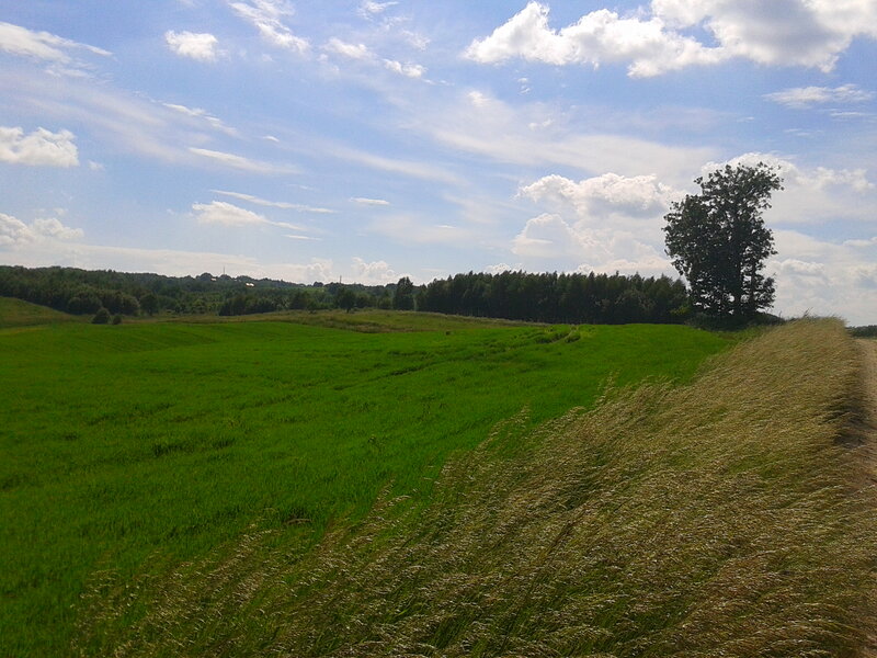 Green Field with Trees — Serene, Afternoon, Photograph, Sky, Clouds, Path