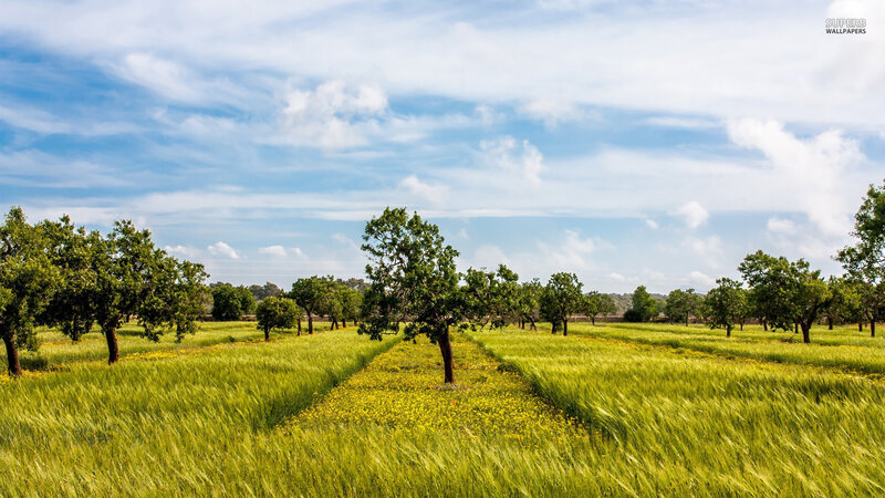Green Field with Trees — Serene, Afternoon, Photograph, Sky, Clouds