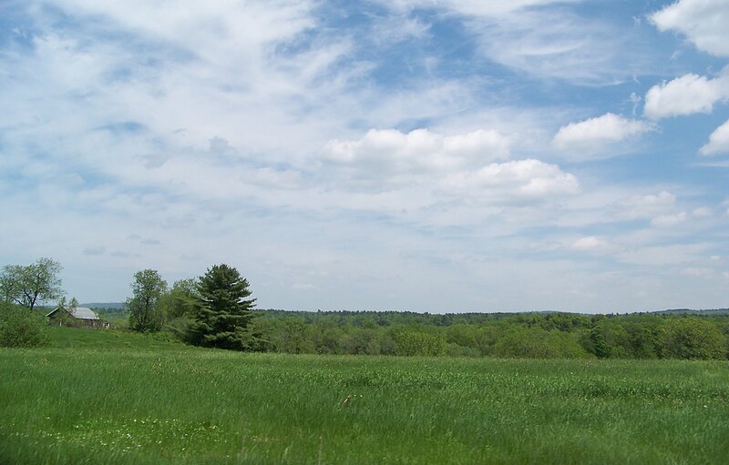Green Field with Trees — Serene, Afternoon, Photograph