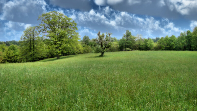 Green Field with Trees — Serene, Afternoon