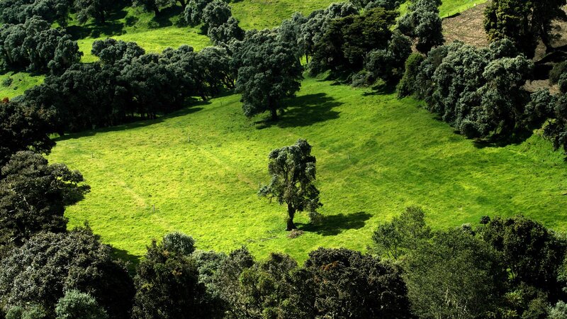 Green Field with Trees — Serene, Grass