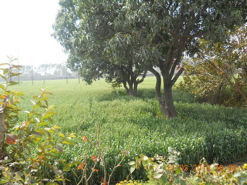 Green Field with Trees — Serene, Morning, Photograph, Bushes