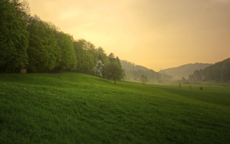 Green Field with Trees — Serene, Morning, Photograph, Hills, Fog