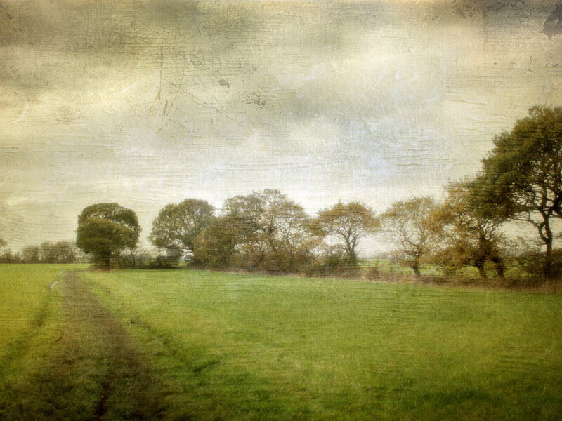 Green Field with Trees — Serene, Morning, Photograph, Path