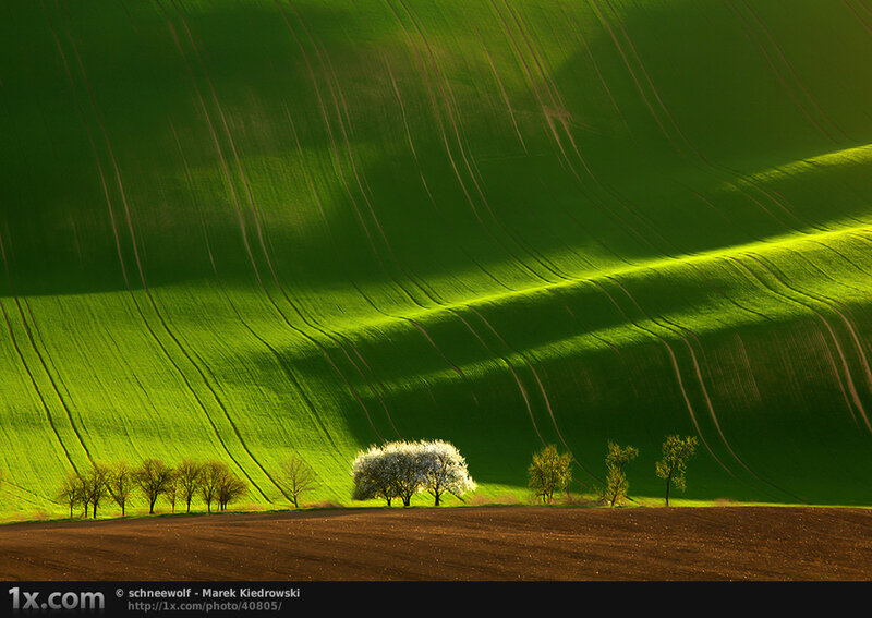 Green Field with Trees — Serene, Morning, Photograph