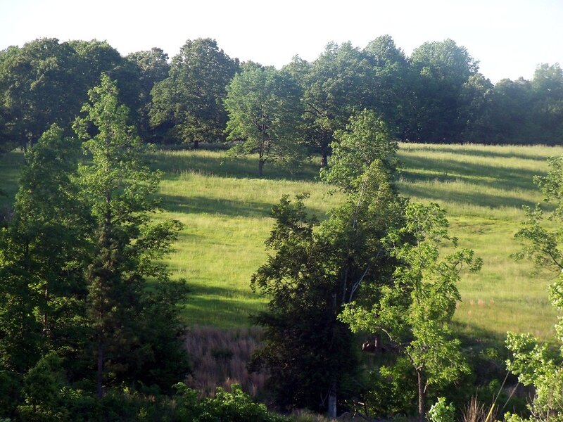 Green Field with Trees — Serene, Morning