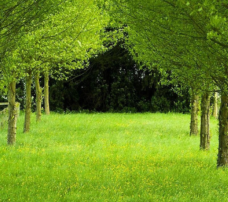Green Field with Trees — Serene, Spring, Photograph, Grass, Flowers