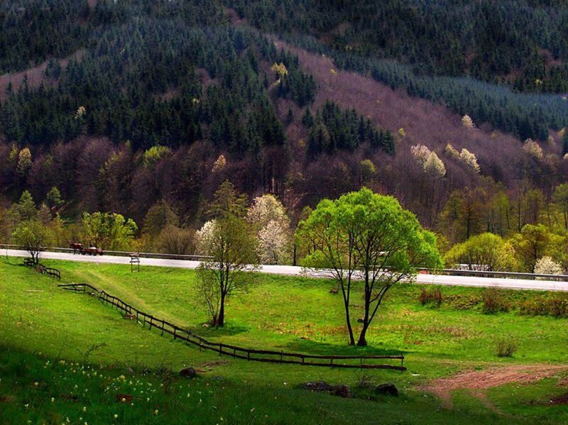 Green Field with Trees — Serene, Spring, Photograph, Road