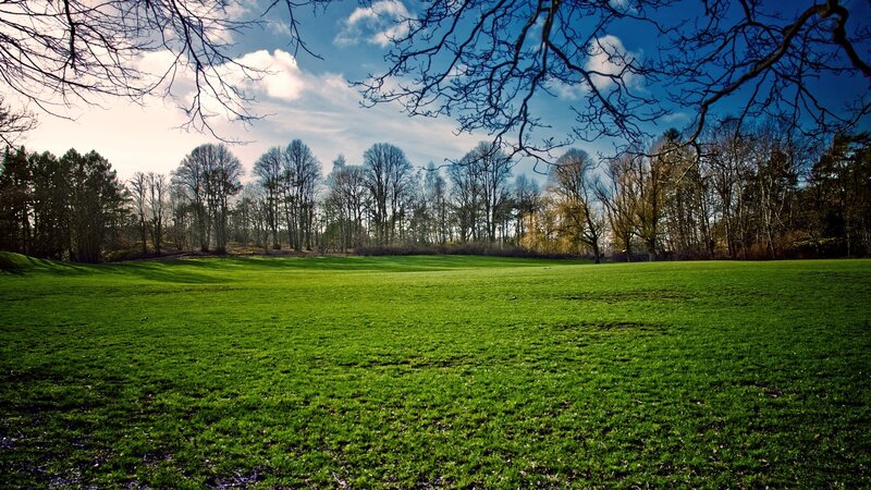 Green Field with Trees — Serene, Spring, Photograph, Sky, Grass