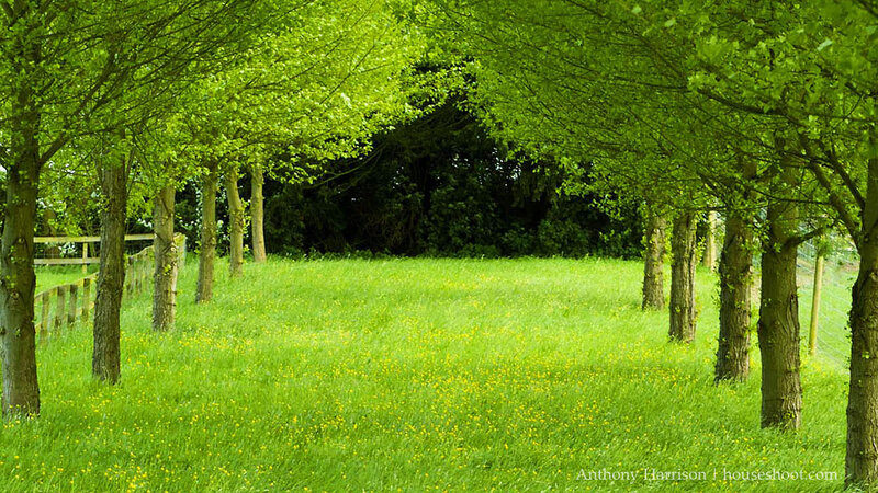 Green Field with Trees — Serene, Spring, Photograph