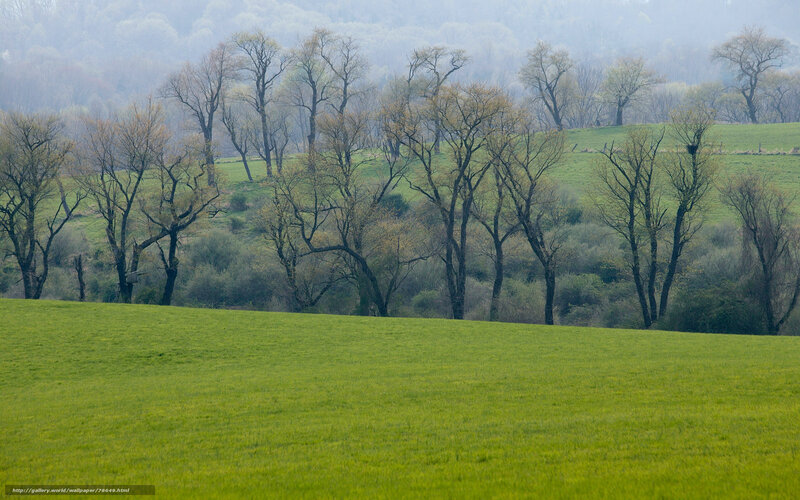 Green Field with Trees — Serene, Spring