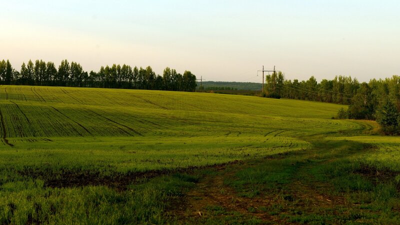 Green Field with Trees — Serene, Sunset, Photograph, Power Lines, Hills