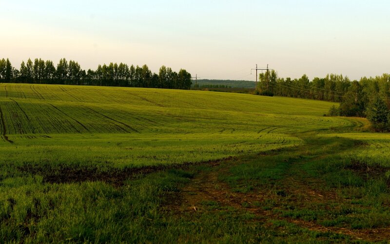 Green Field with Trees — Serene, Sunset, Photograph, Power Lines