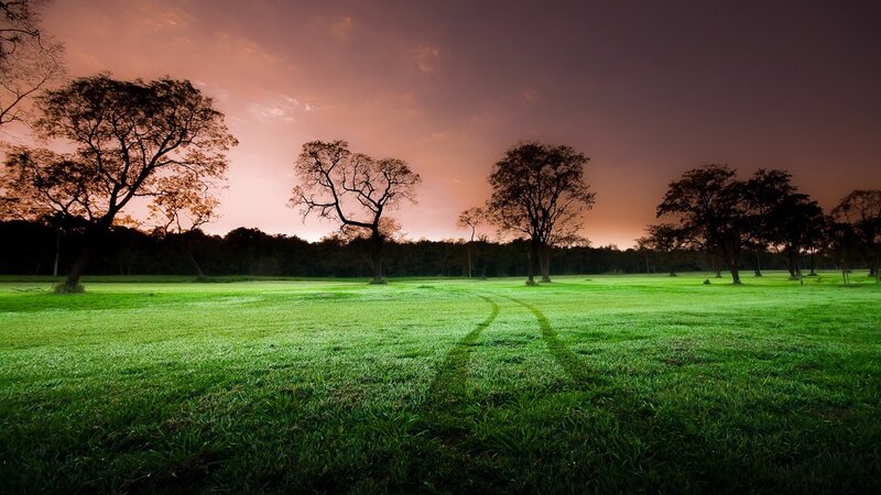 Green Field with Trees — Serene, Sunset, Photograph, Sky, Path