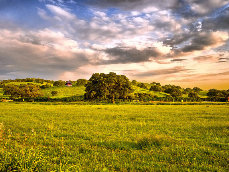 Green Field with Trees — Serene, Sunset, Photograph