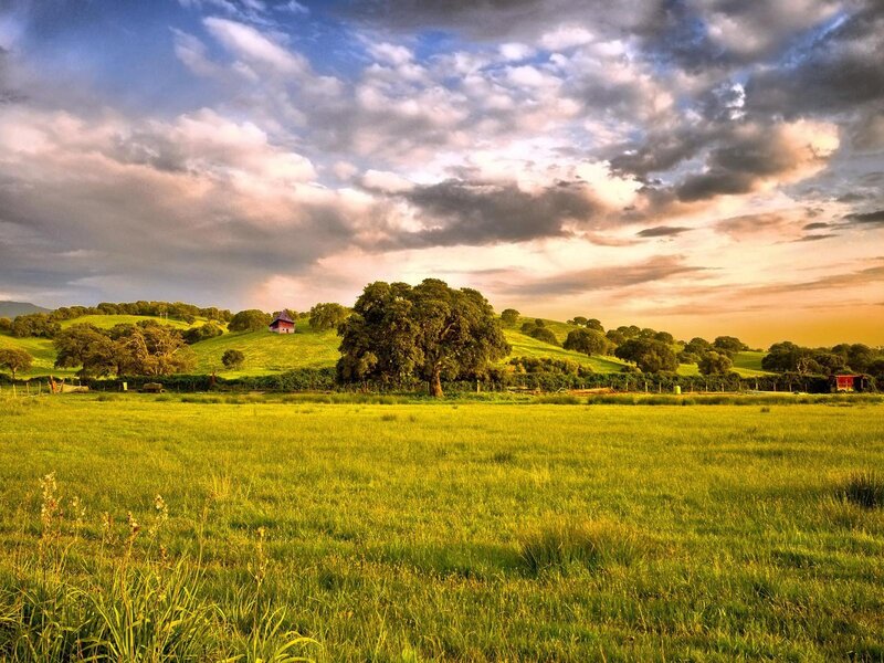 Green Field with Trees — Serene, Sunset