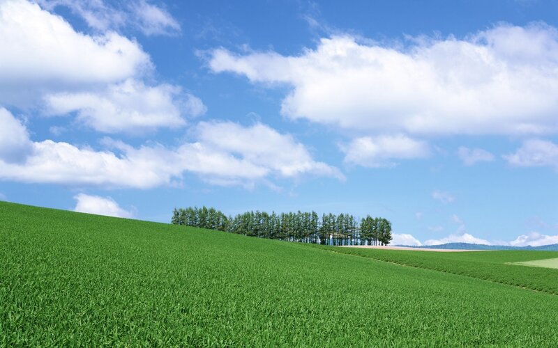 Green Field with Trees — Serene