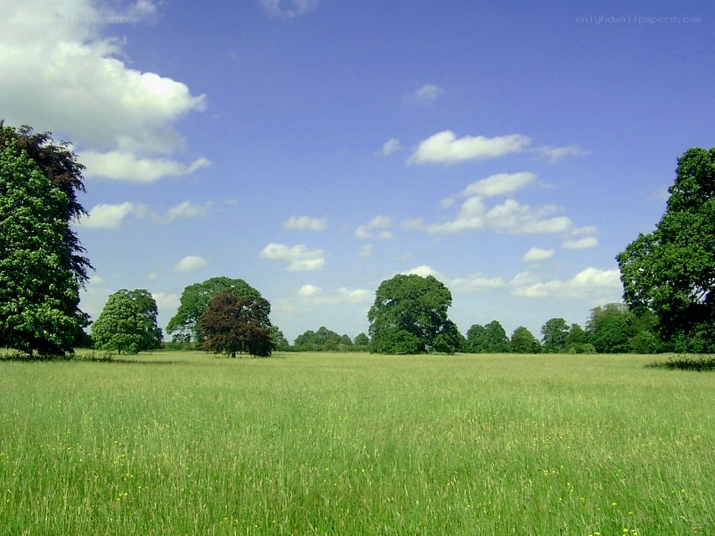 Green field with trees under blue sky