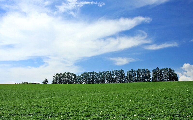 Green field with trees under blue sky
