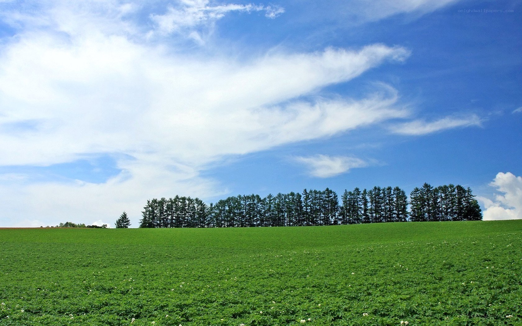 Green field with trees under blue sky