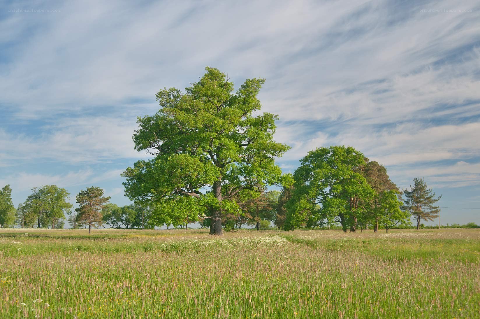 Green field with trees under blue sky