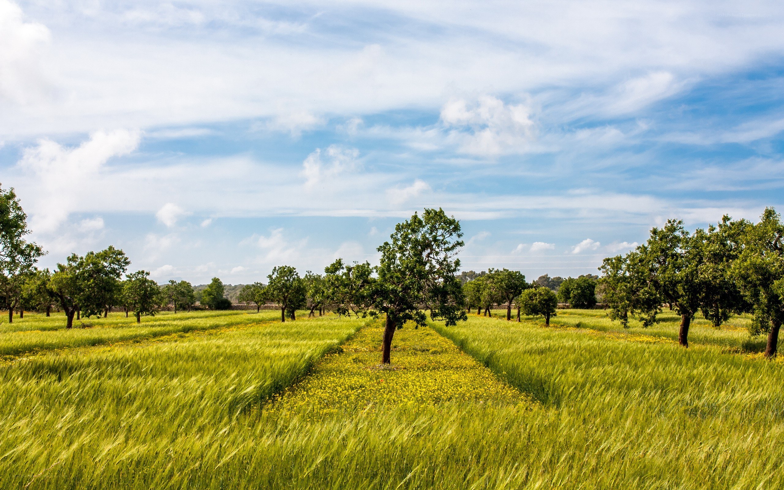 Green field with trees under blue sky