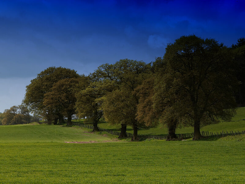 Green field with trees under blue sky