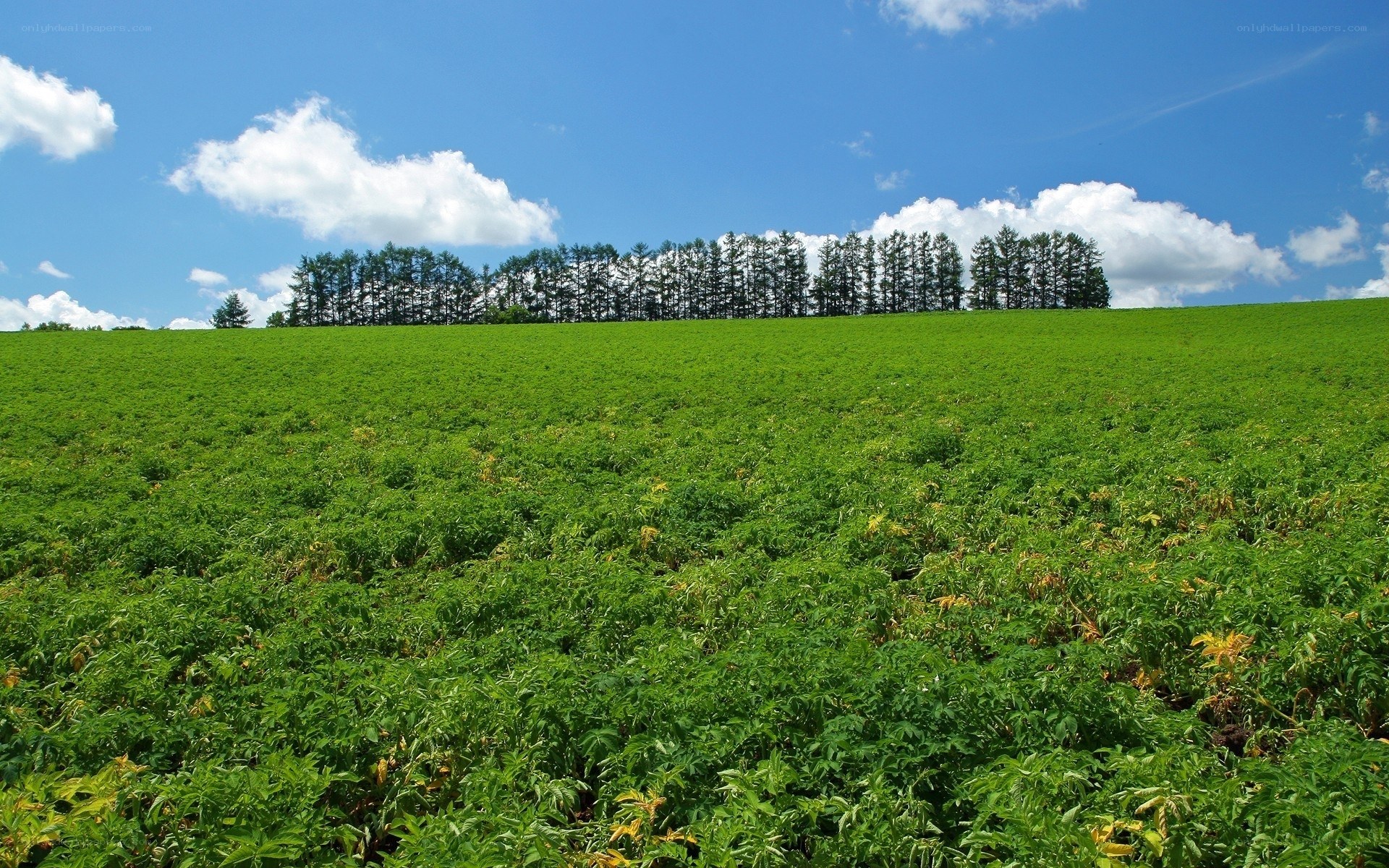Green field with trees under blue sky