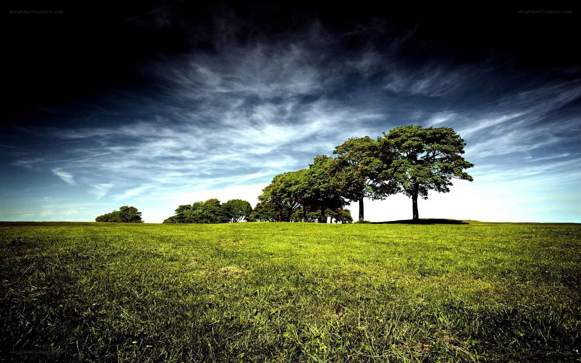 Green field with trees under cloudy sky