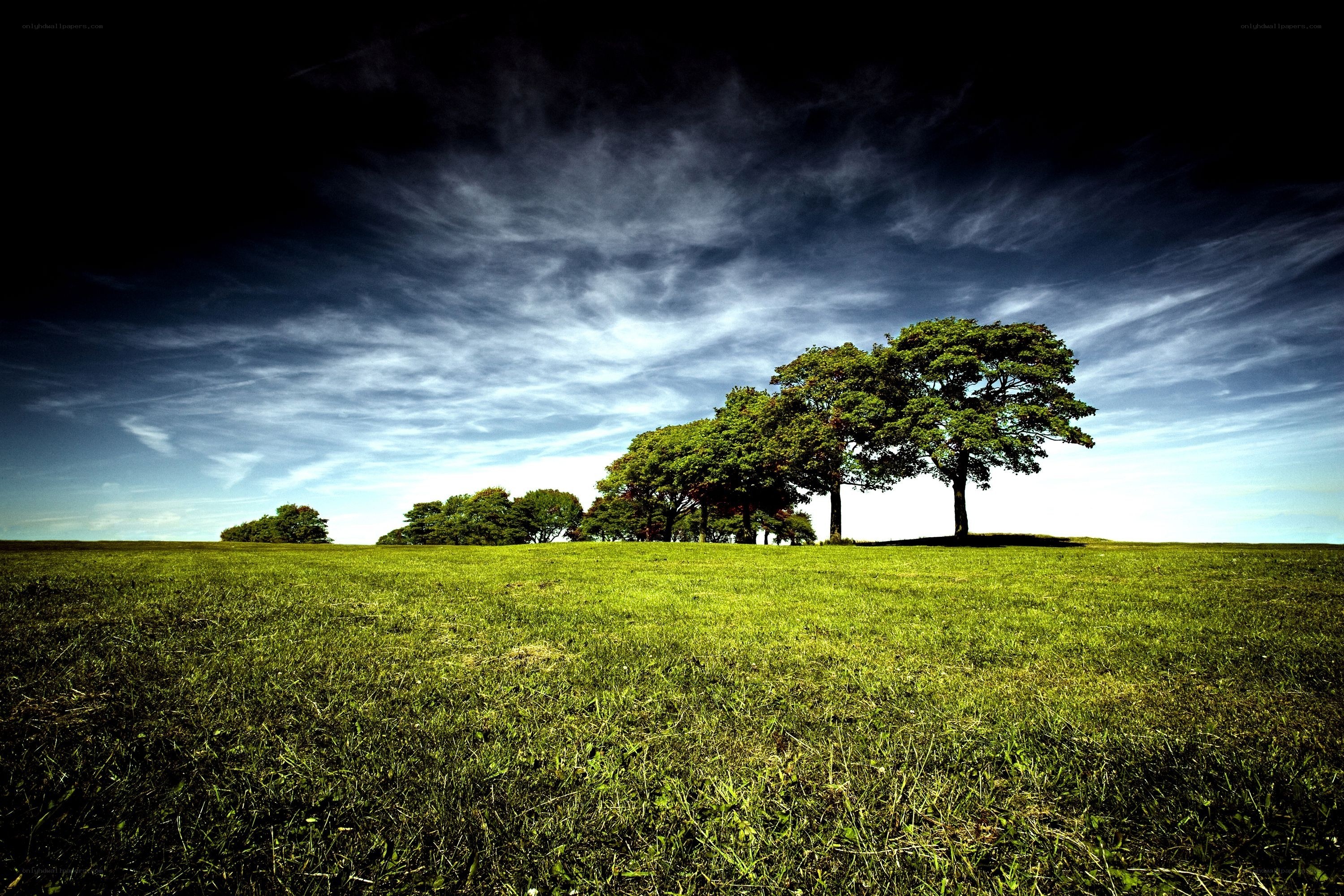 Green field with trees under cloudy sky