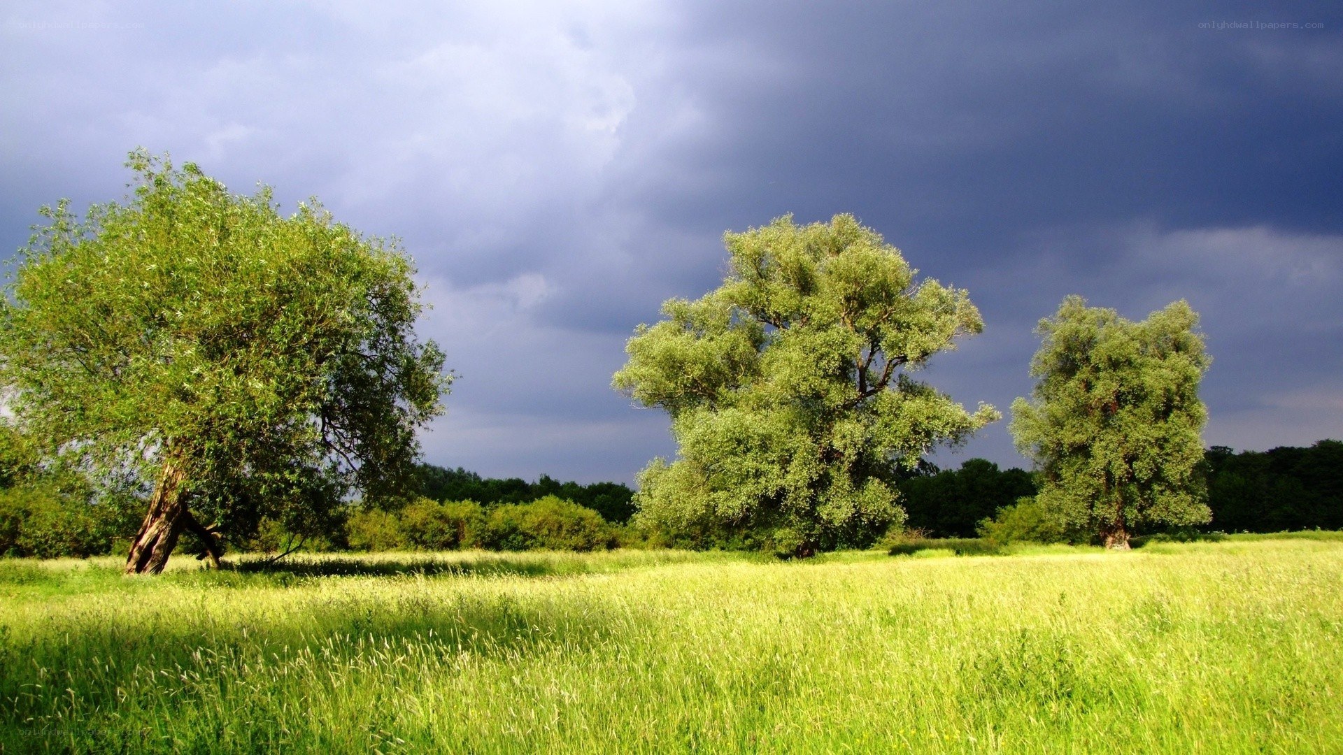 Green field with trees under stormy sky