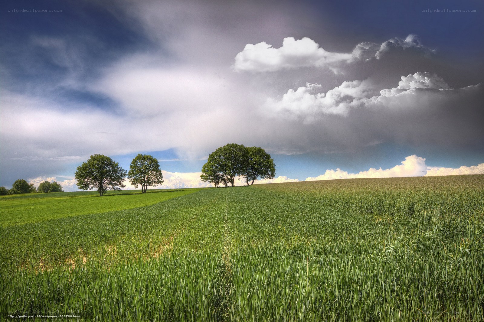 Green field with trees under stormy sky