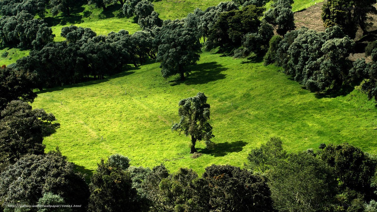 Green field with trees