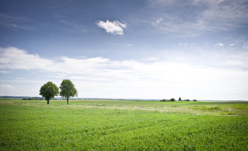 Green field with two trees
