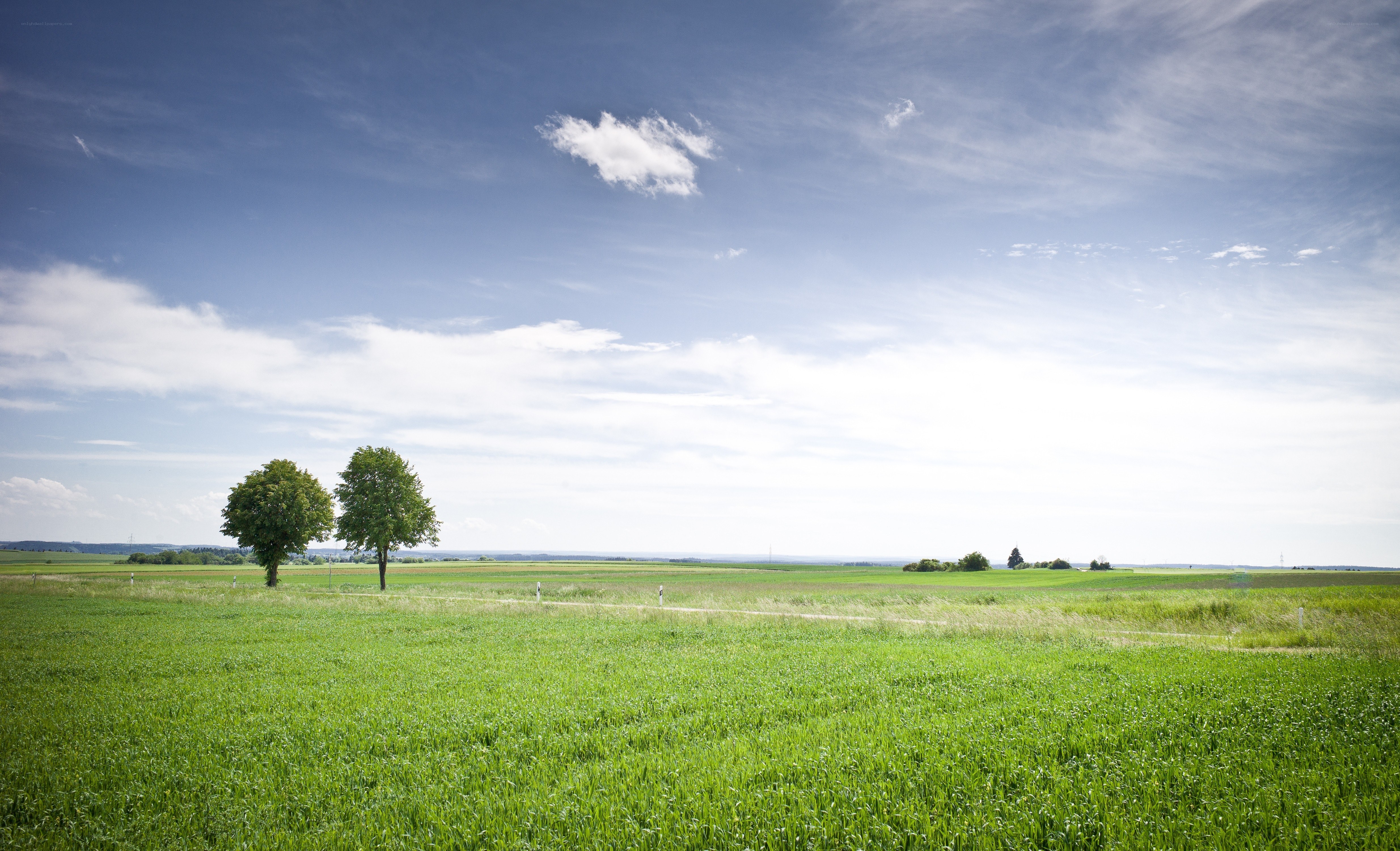 Green field with two trees