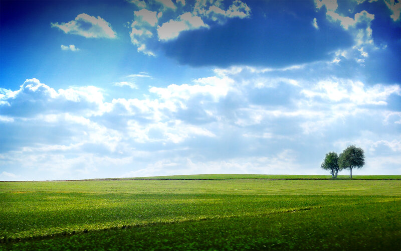 Green field with two trees